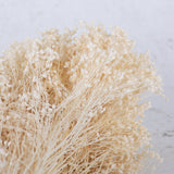 A bunch of dried broom bloom in bleached white colour