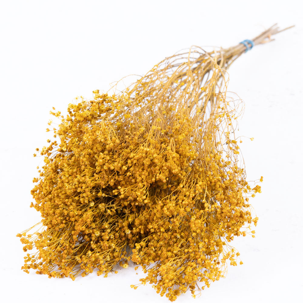 Broom Bloom, Dried, Yellow
