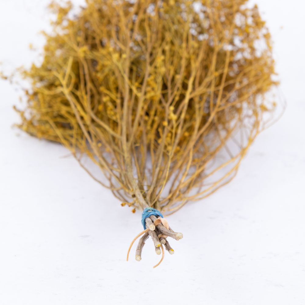 Broom Bloom, Dried, Yellow