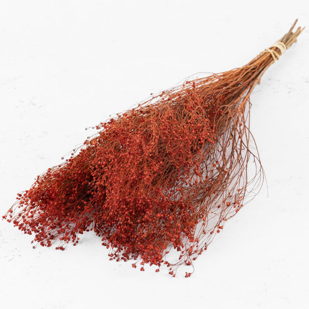 Broom Bloom, Dried, Burnt Orange