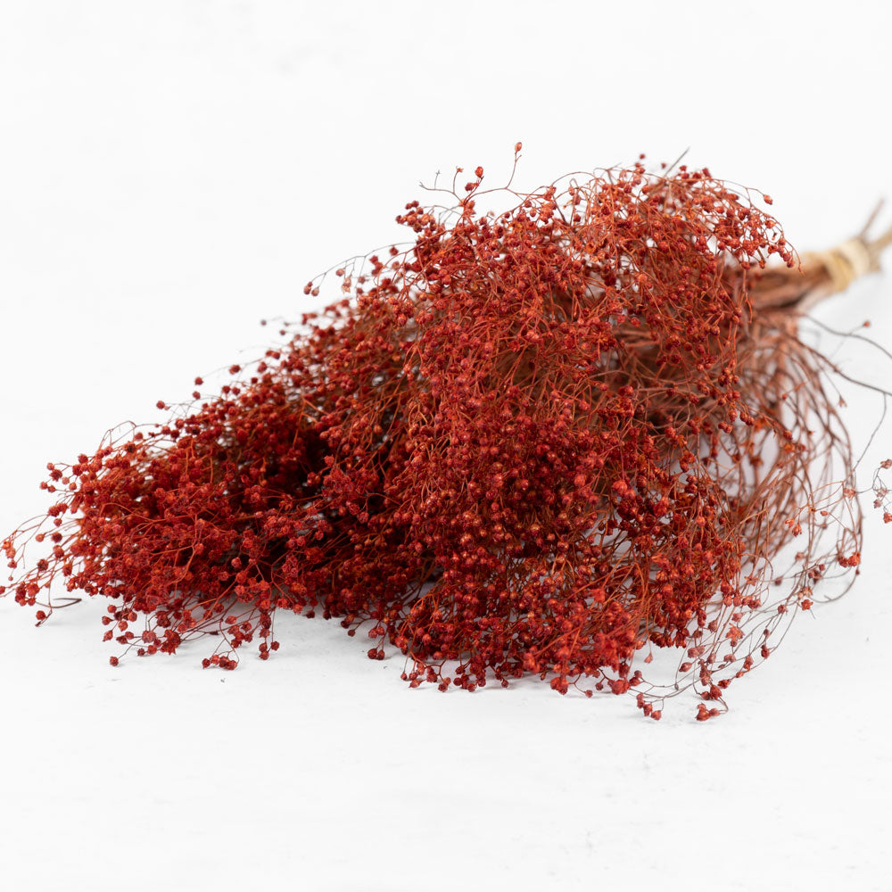 Broom Bloom, Dried, Burnt Orange