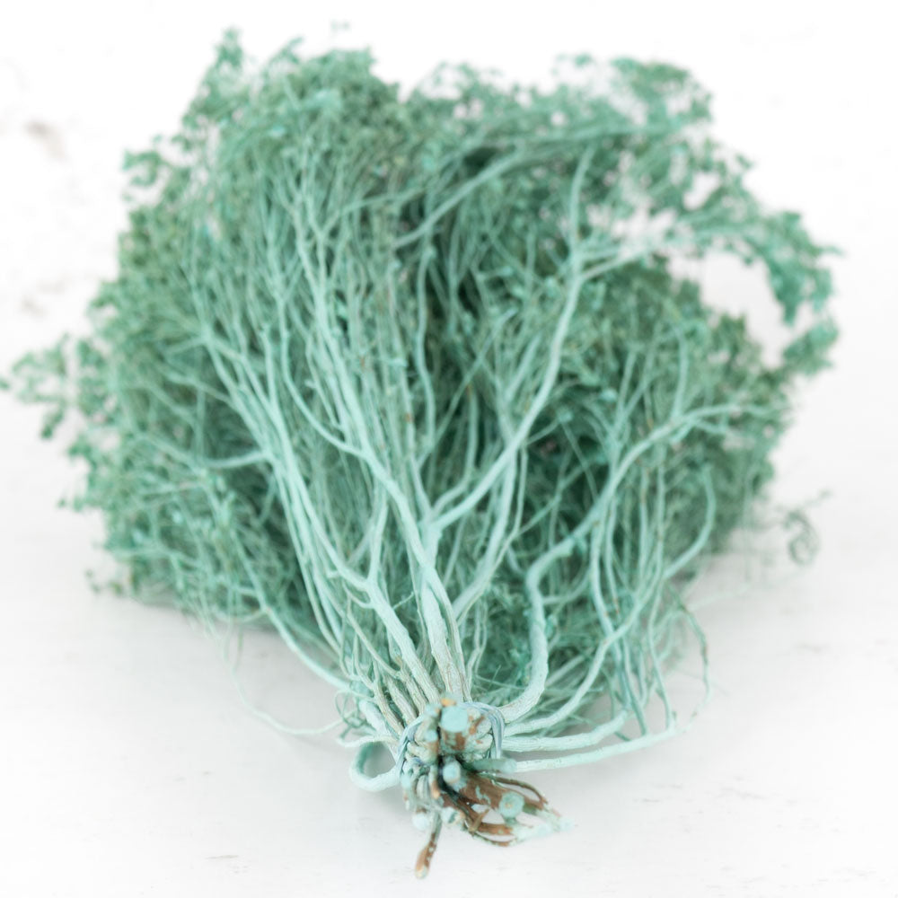 Broom Bloom, Dried, Blue Aqua