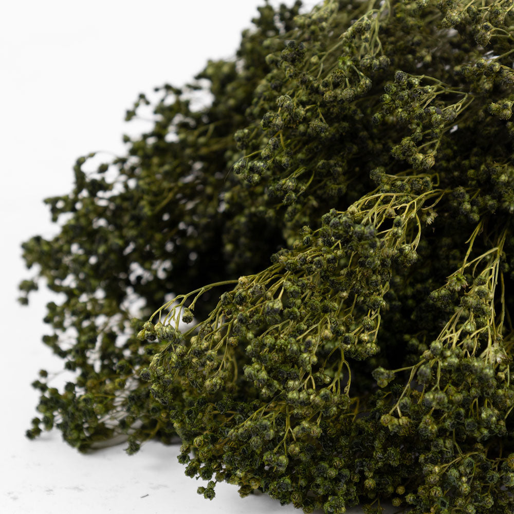 A close up of dark green broom bloom seen heads