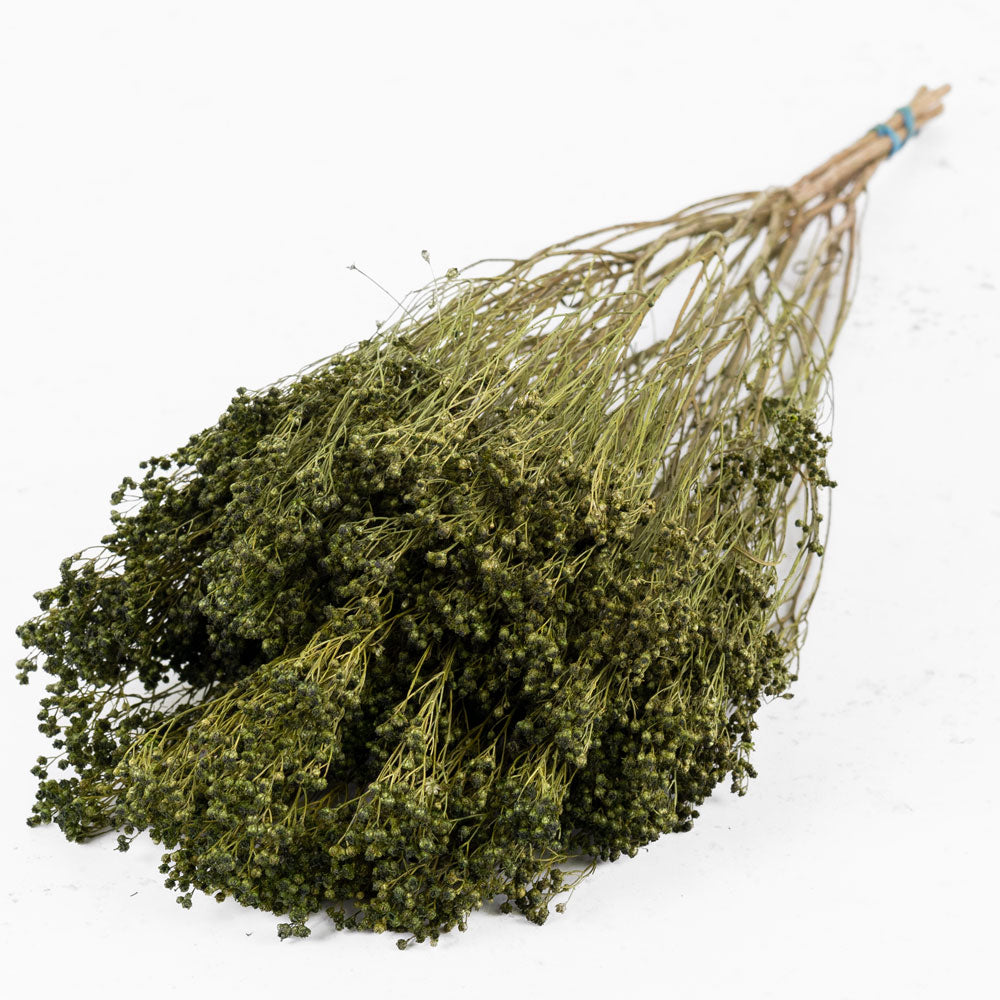 A bunch of bushy dark green broom bloom seed heads on woody branches