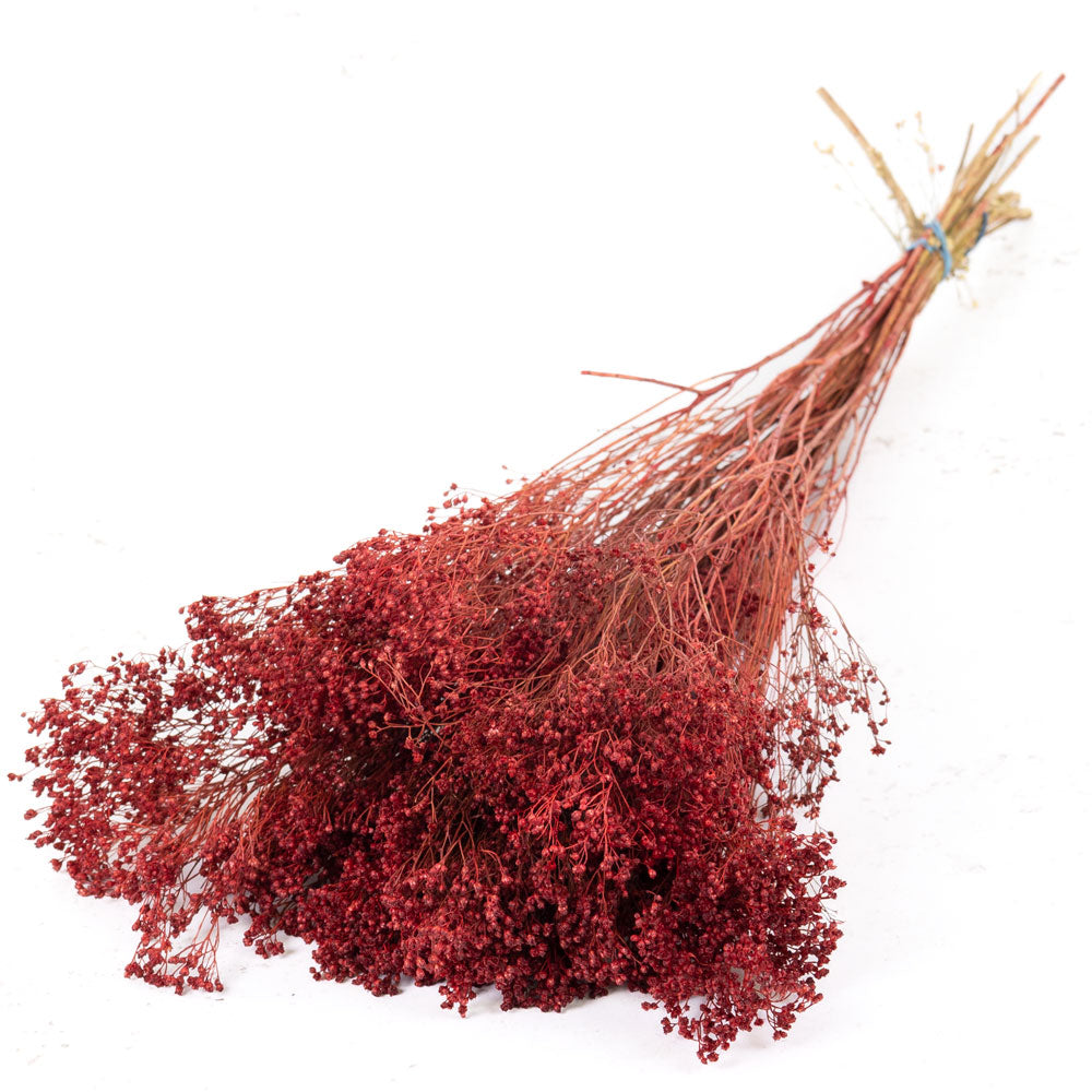 Broom Bloom, Dried, Red