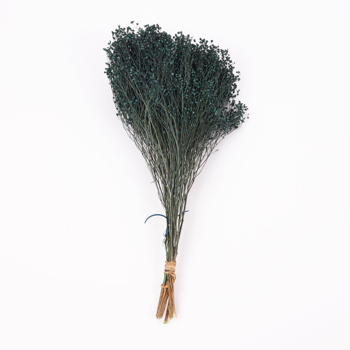 Broom bloom, Dried, Moss Green