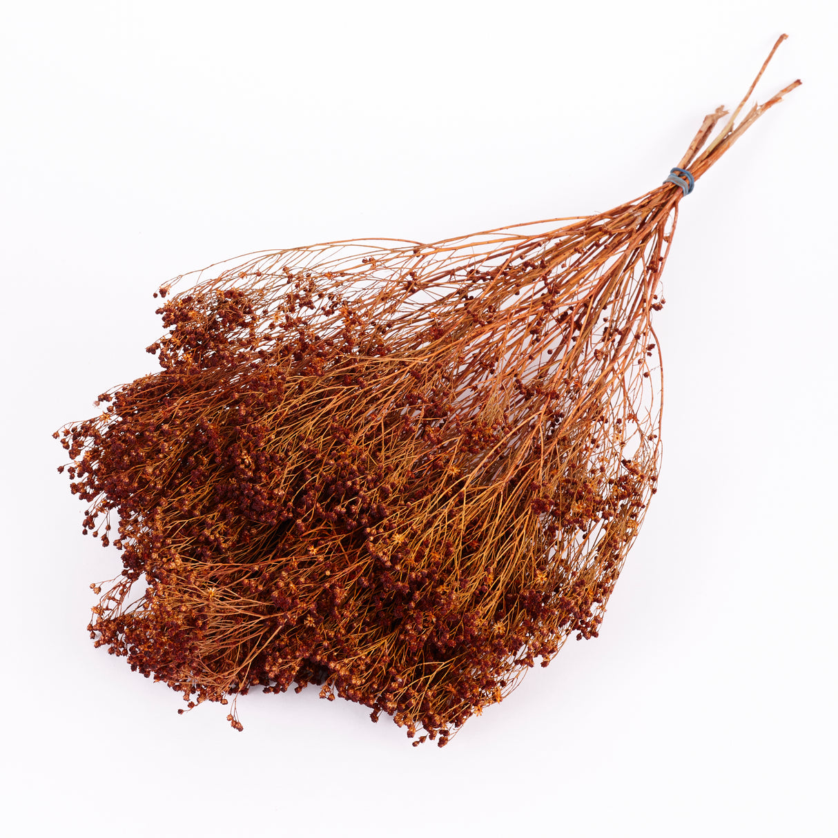 Broom Bloom, Dried, Teak