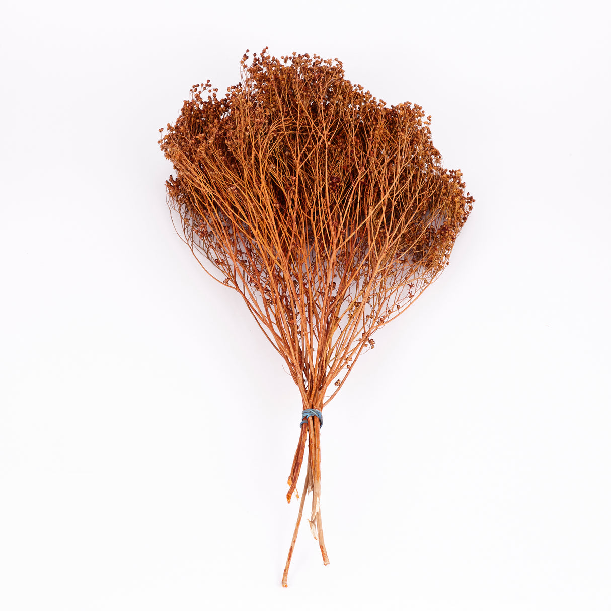 Broom Bloom, Dried, Teak