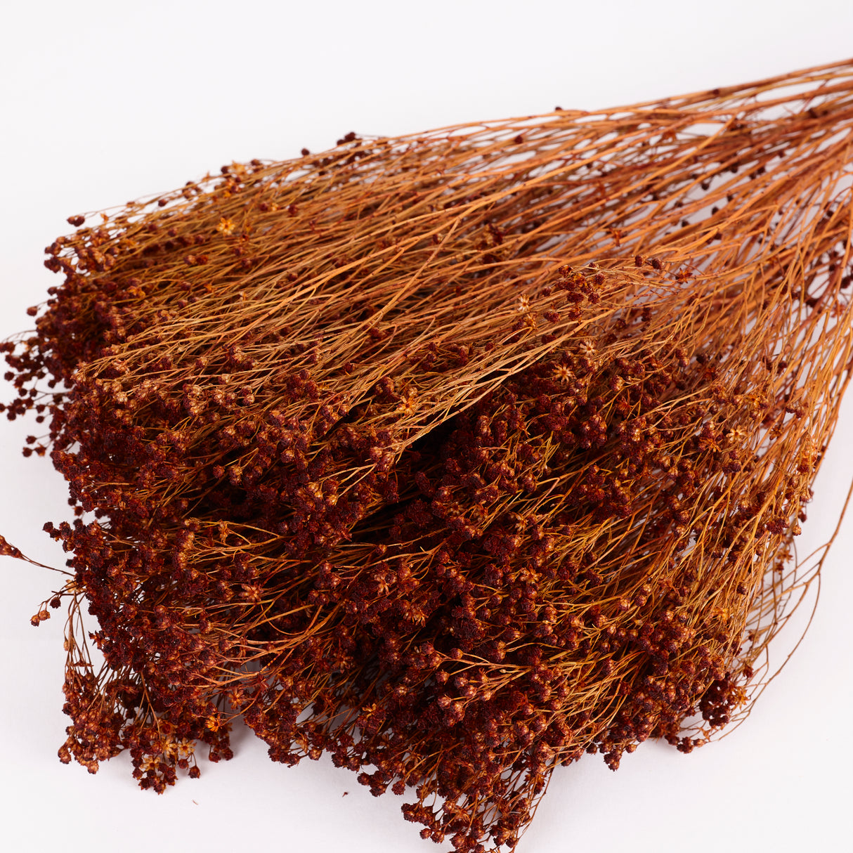 Broom Bloom, Dried, Teak