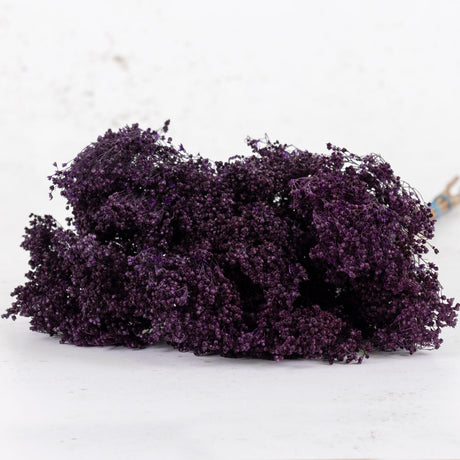 Broom Bloom, Dried, Purple