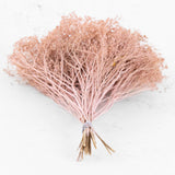 Broom Bloom, Dried, Pink Misty