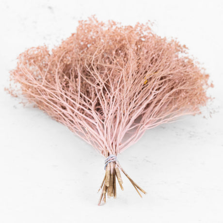 Broom Bloom, Dried, Pink Misty