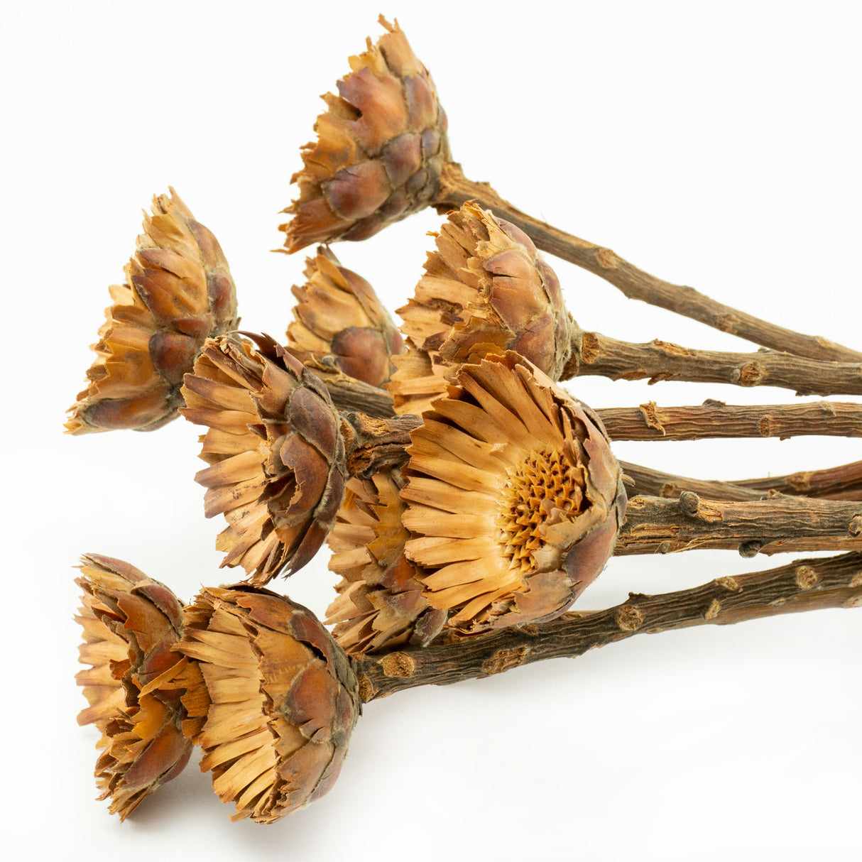 This image shows a bunch of 10 Protea Compacta stems, against a white background