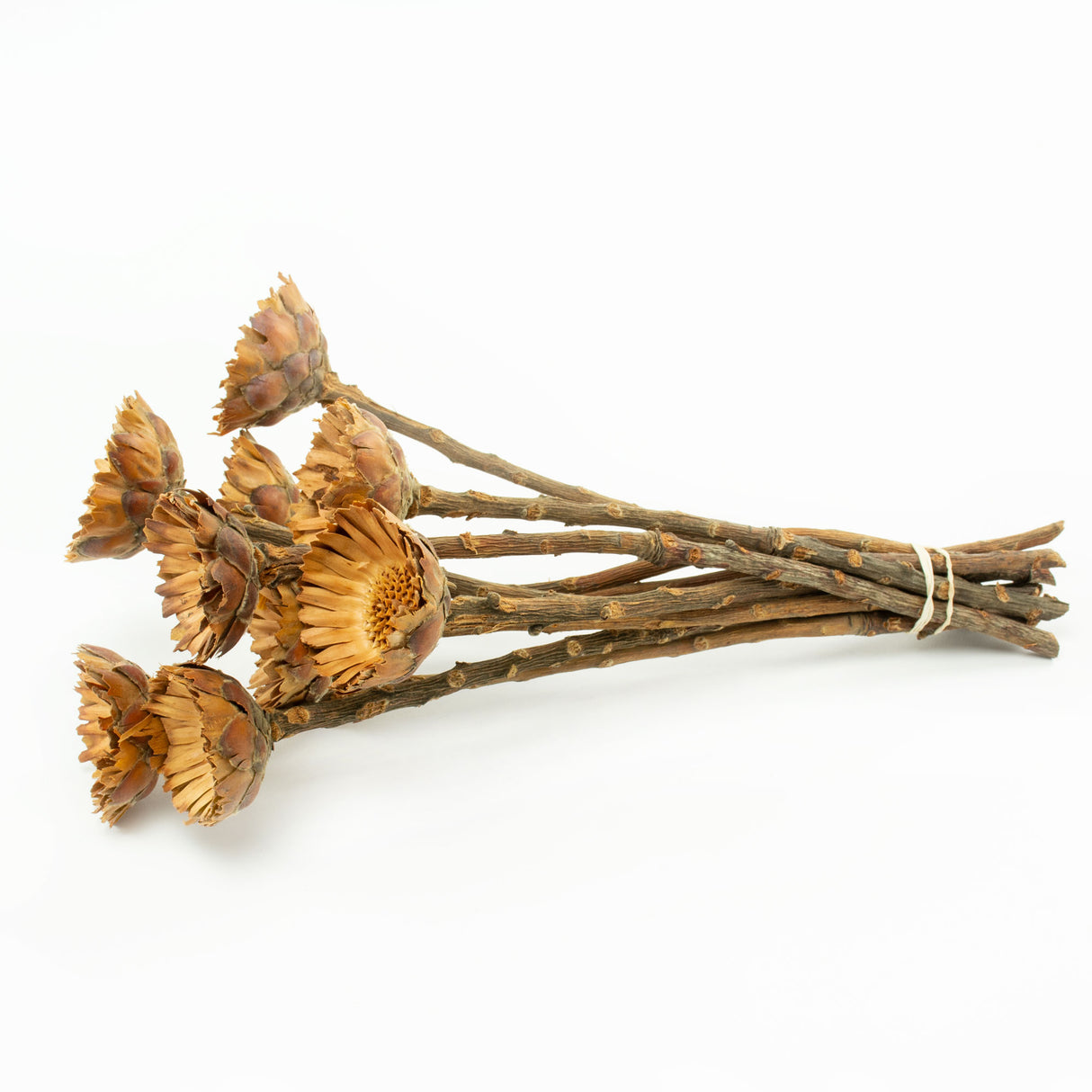 This image shows a bunch of 10 Protea Compacta stems, against a white background