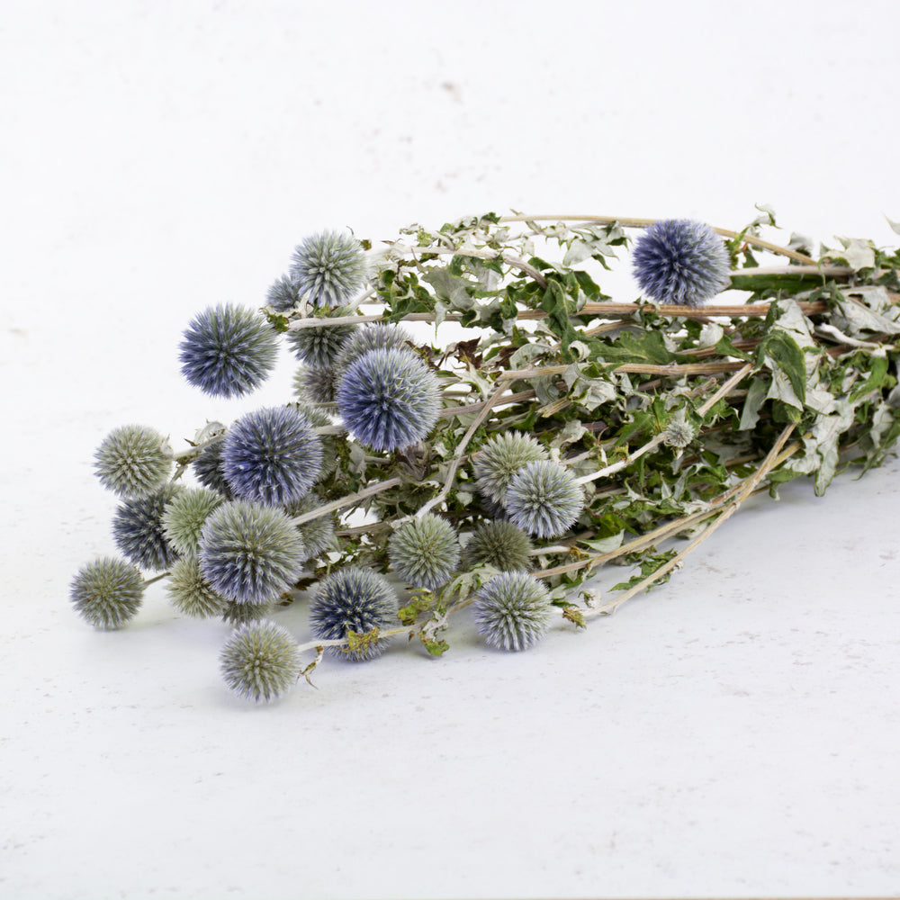 Brown stems, green leaves and round spikey blue/green flower heads