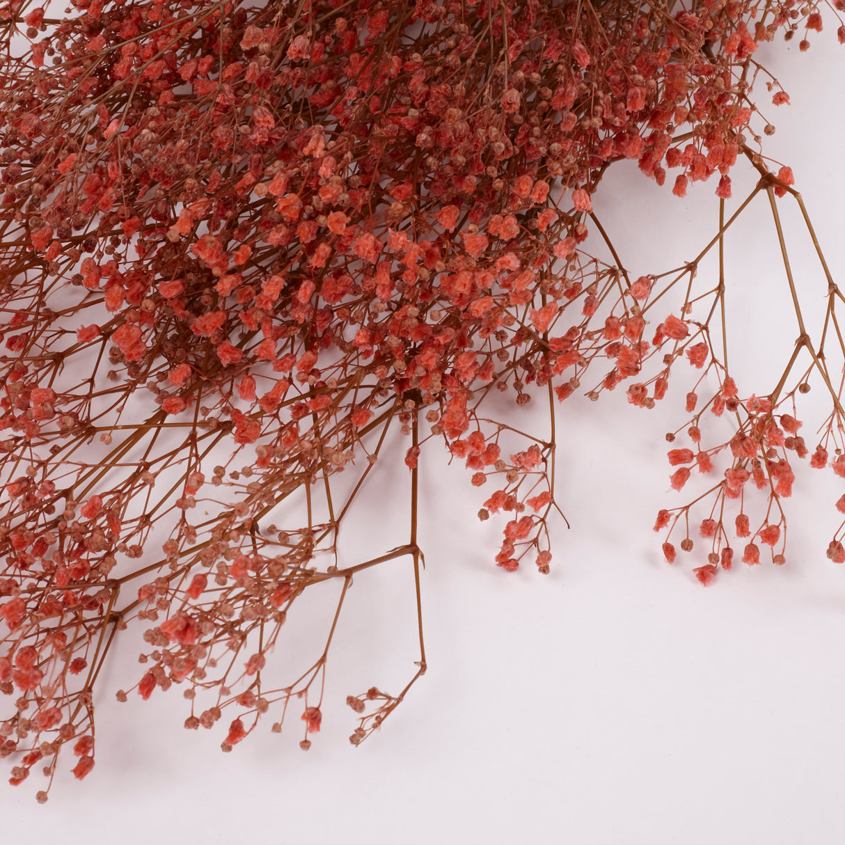 Gypsophila, Preserved, Pink, 100g Bunch
