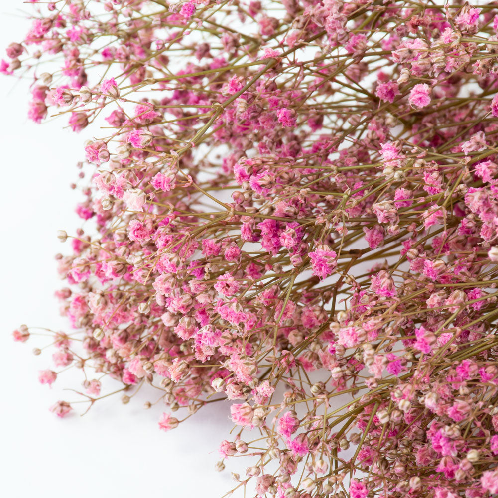 a bunch of brightly coloured pink gypsophila, against a white background