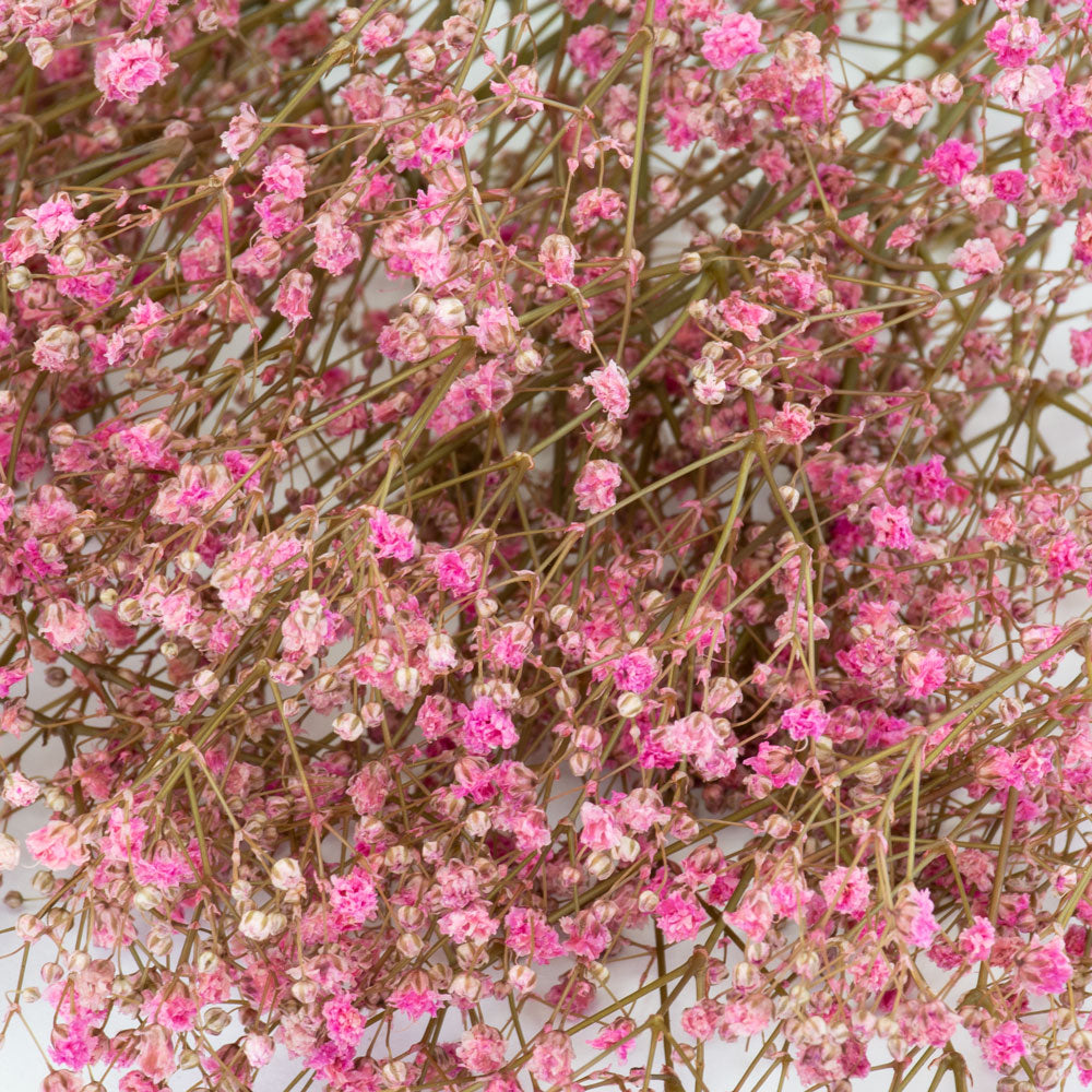 a bunch of brightly coloured pink gypsophila