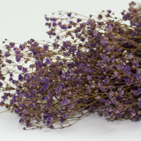This is an image of a bunch of preserved lilac gypsophila on a white background.