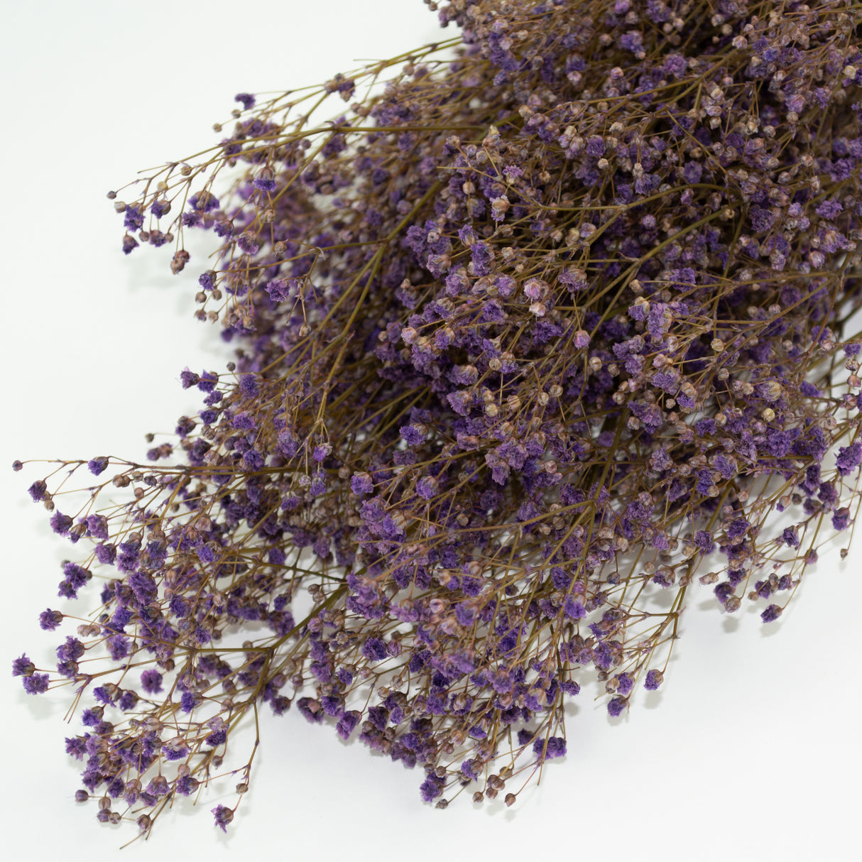 This is an image of a bunch of preserved lilac gypsophila on a white background.