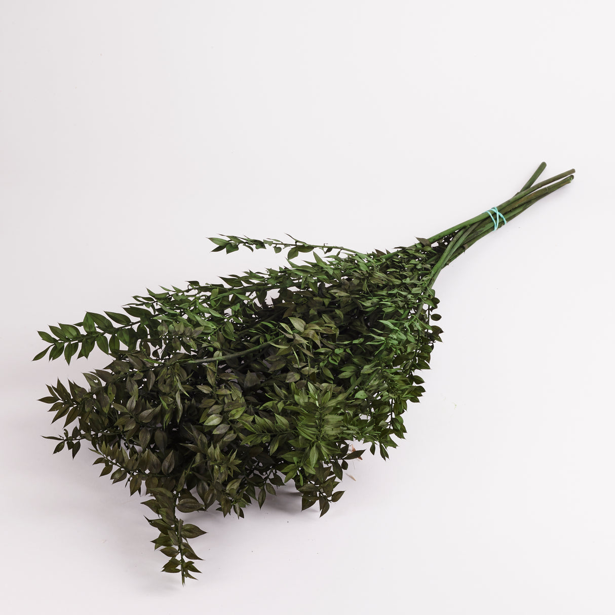 Ruscus, Preserved, Moss Green, 130g