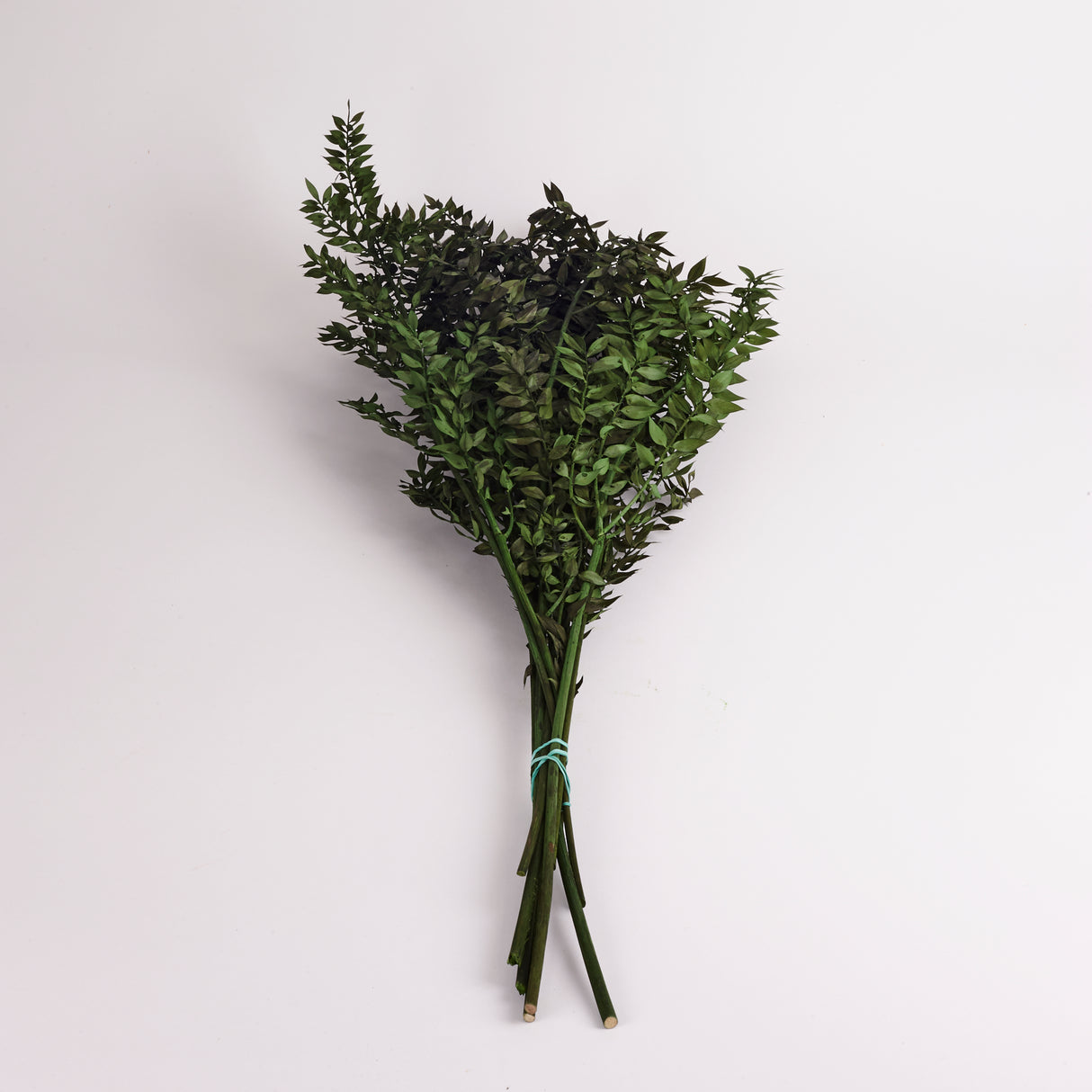 Ruscus, Preserved, Moss Green, 130g
