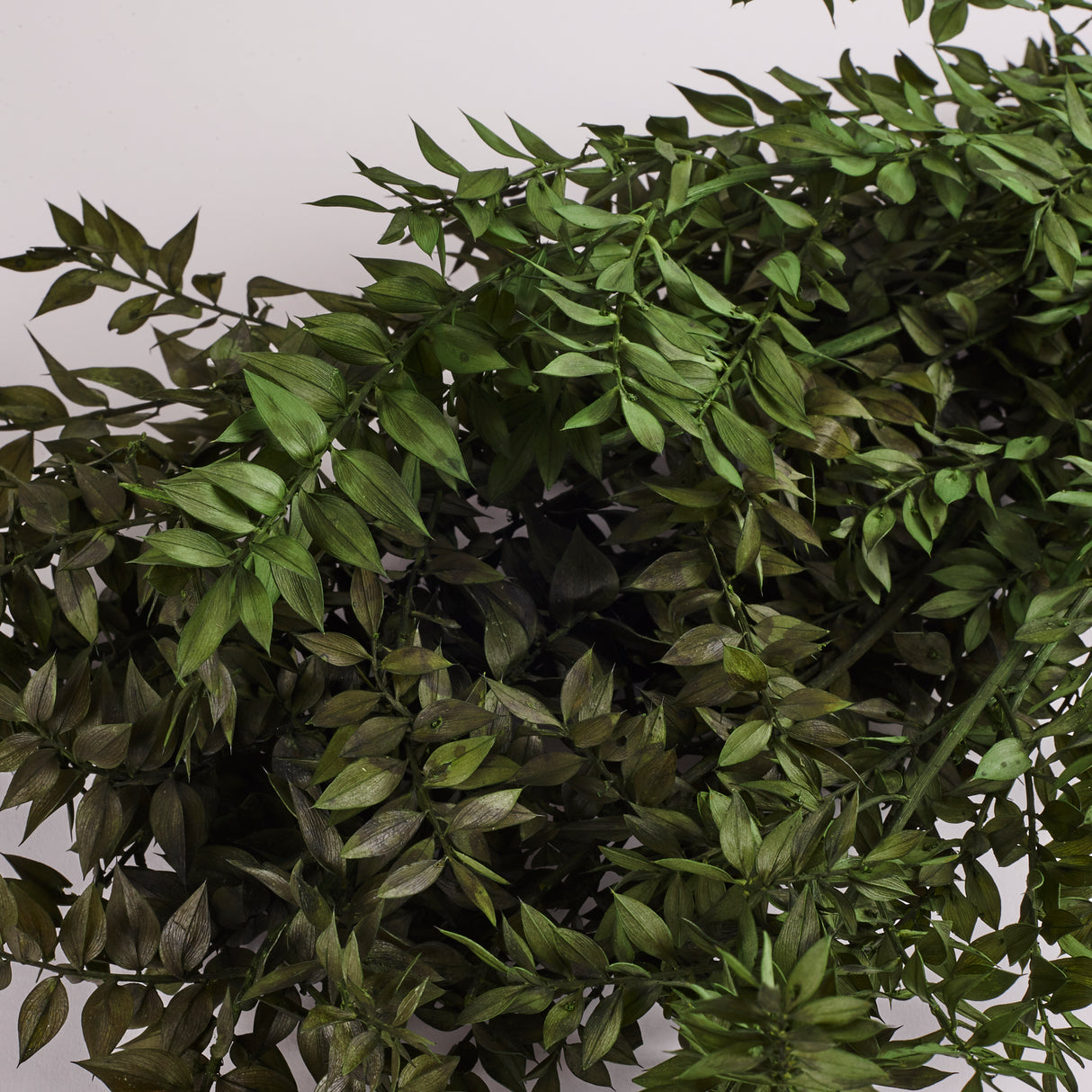 Ruscus, Preserved, Moss Green, 130g