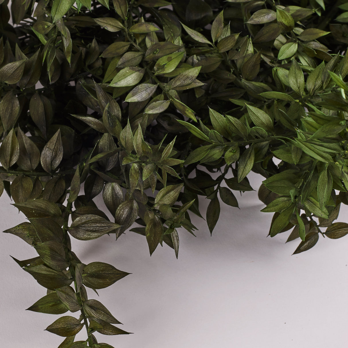 Ruscus, Preserved, Moss Green, 130g