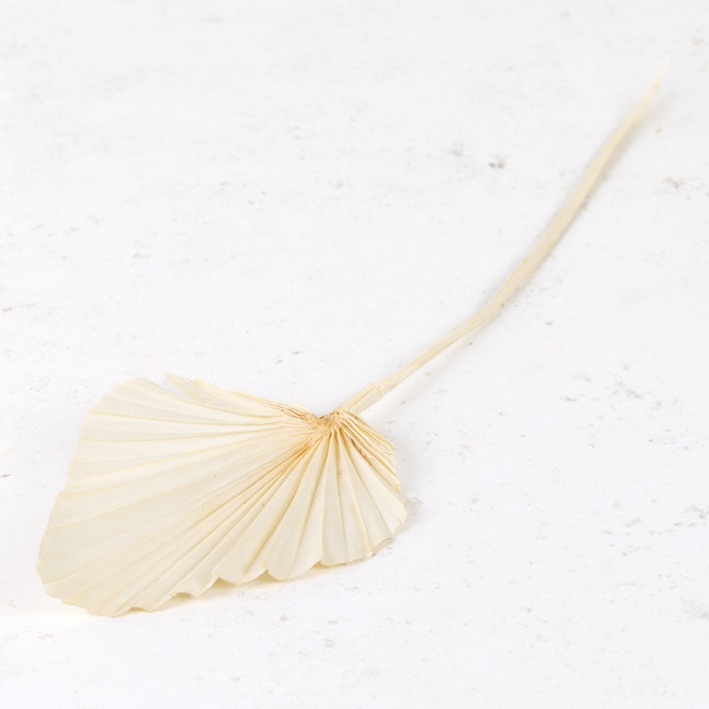 Bleached white spade shaped palms with a folded pattern on them