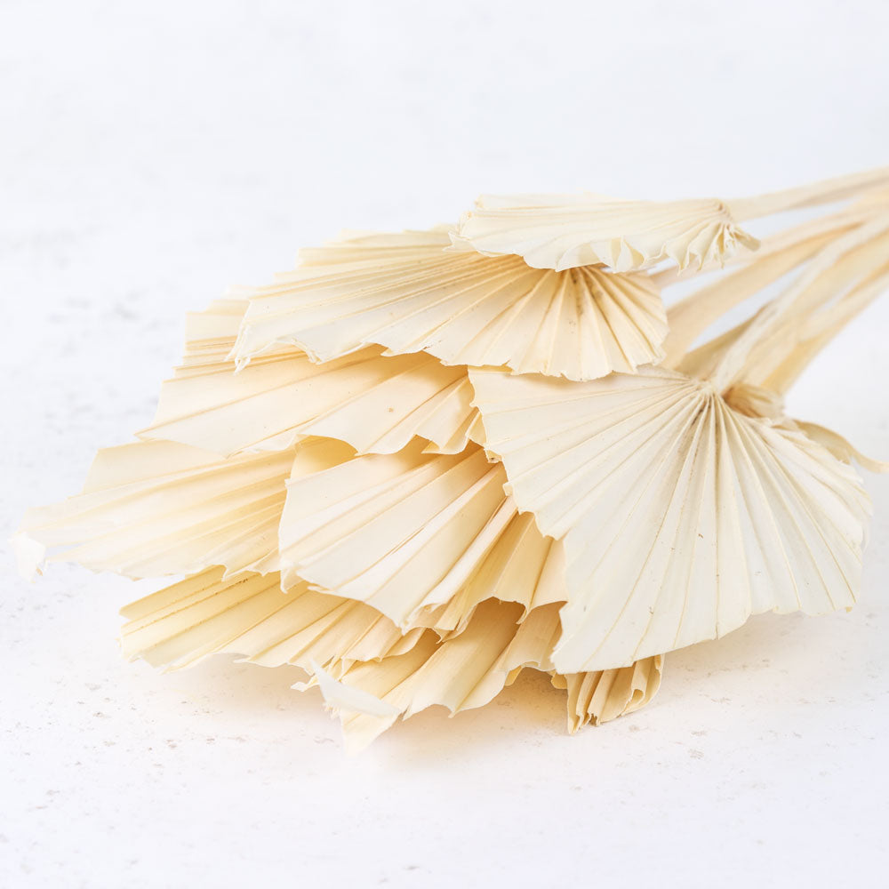 Bleached white spade shaped palms with a folded pattern on them