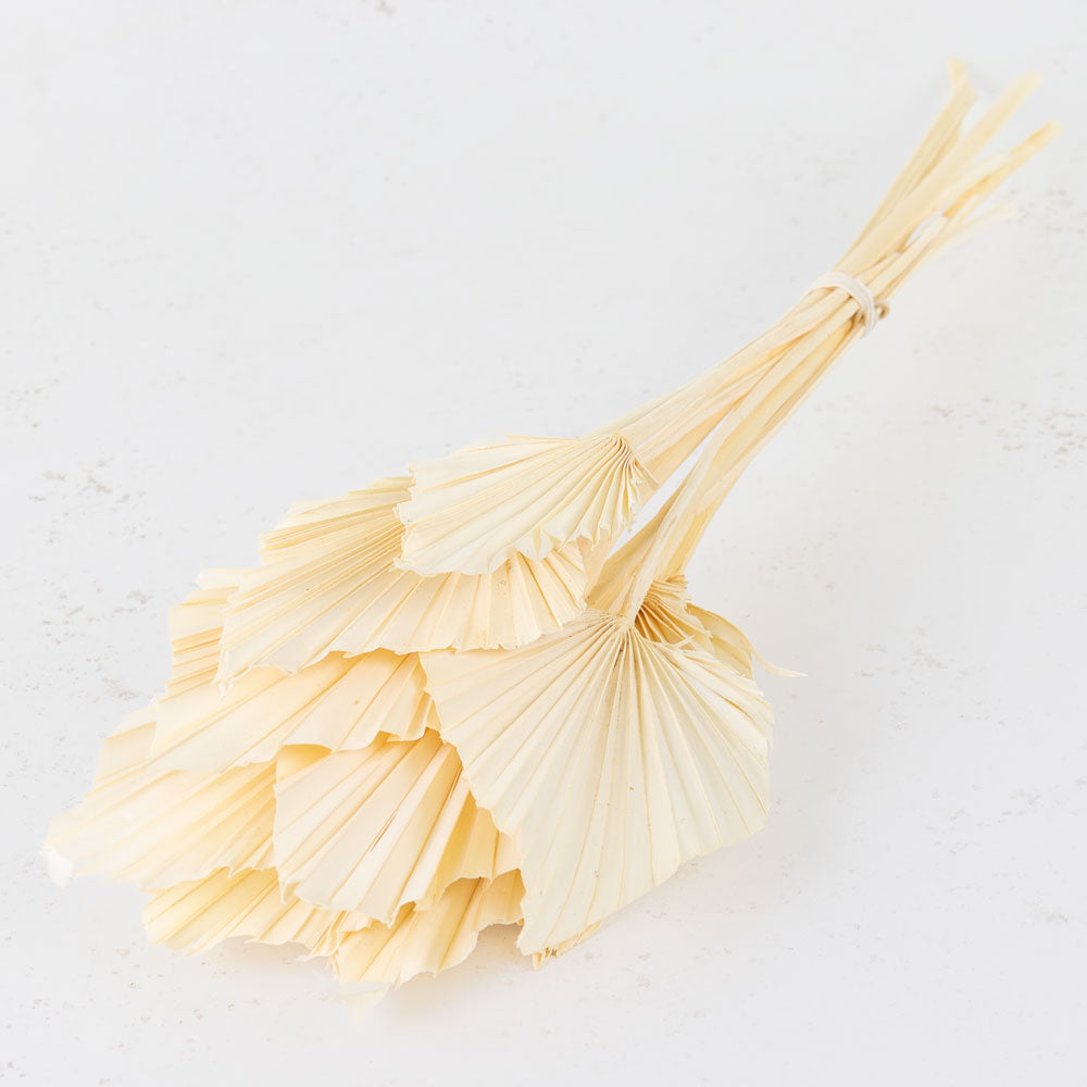 Bleached white spade shaped palms with a folded pattern on them