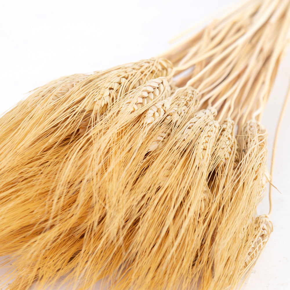A natural yellow almost golden wheat grass, long stems with seed heads and wispy ends