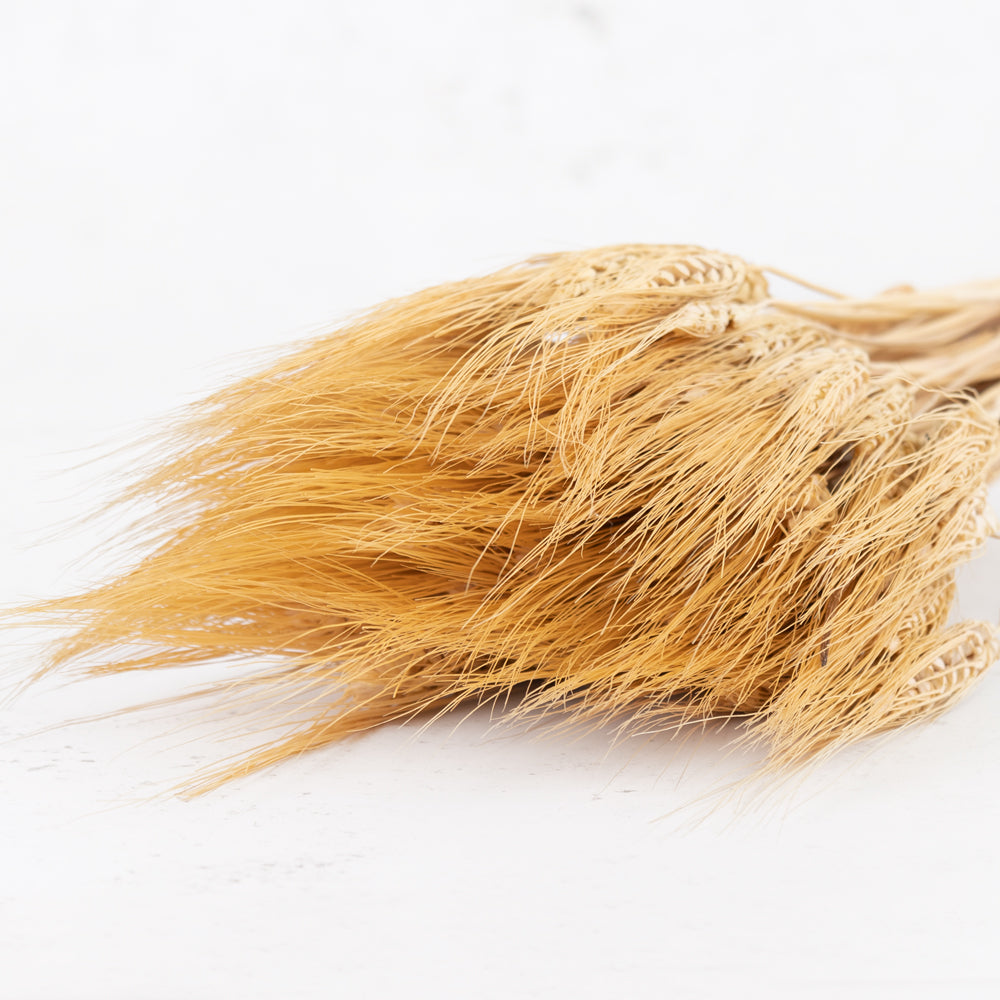 A natural yellow almost golden wheat grass, long stems with seed heads and wispy ends