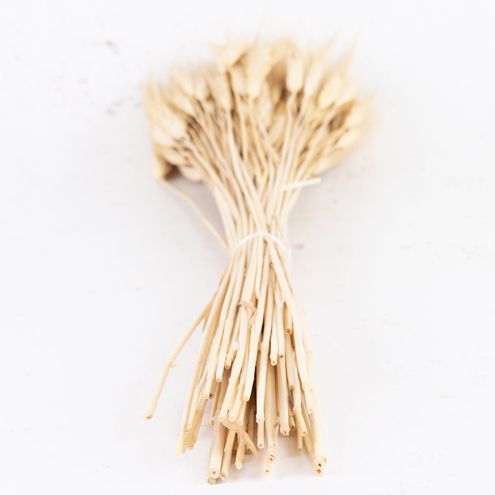 A natural yellow almost golden wheat grass, long stems with seed heads and wispy ends