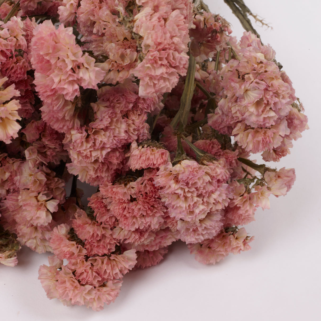 Statice Sinuata, Dried, Peach, 45cm Bunch