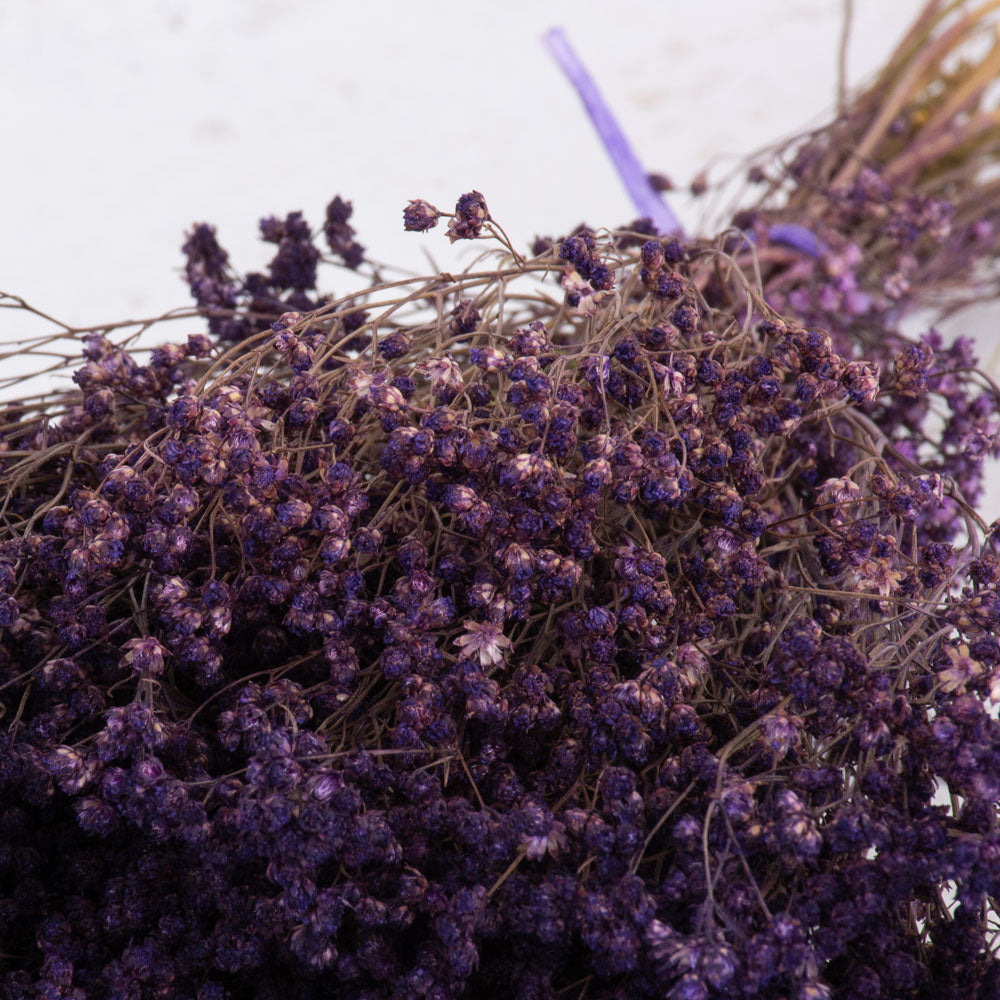 Broom Bloom, Dried, Purple, 100g Bunch