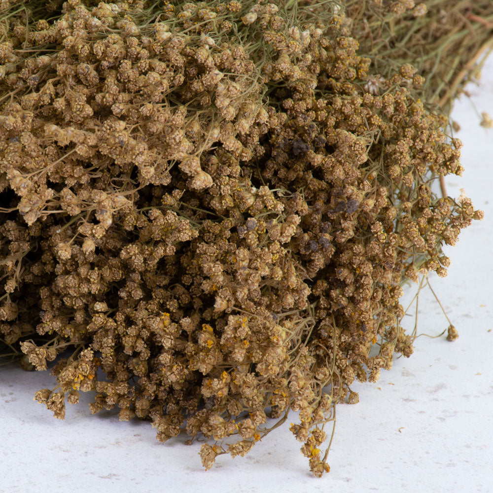 Broom Bloom, Dried, Natural, 50cm Bunch