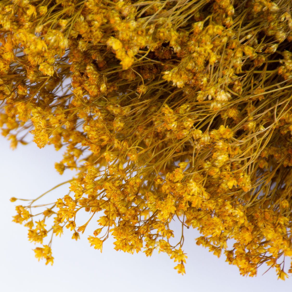 This image shows dried broom bloom in a rich yellow colour, laid on a white background.