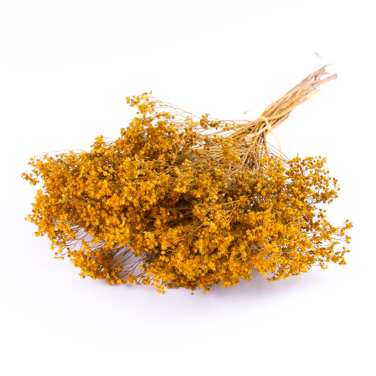 This image shows dried broom bloom in a rich yellow colour, laid on a white background.