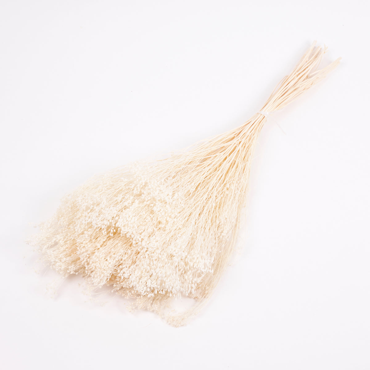 Broom Bloom, Dried, Bleached White, 100g Bunch