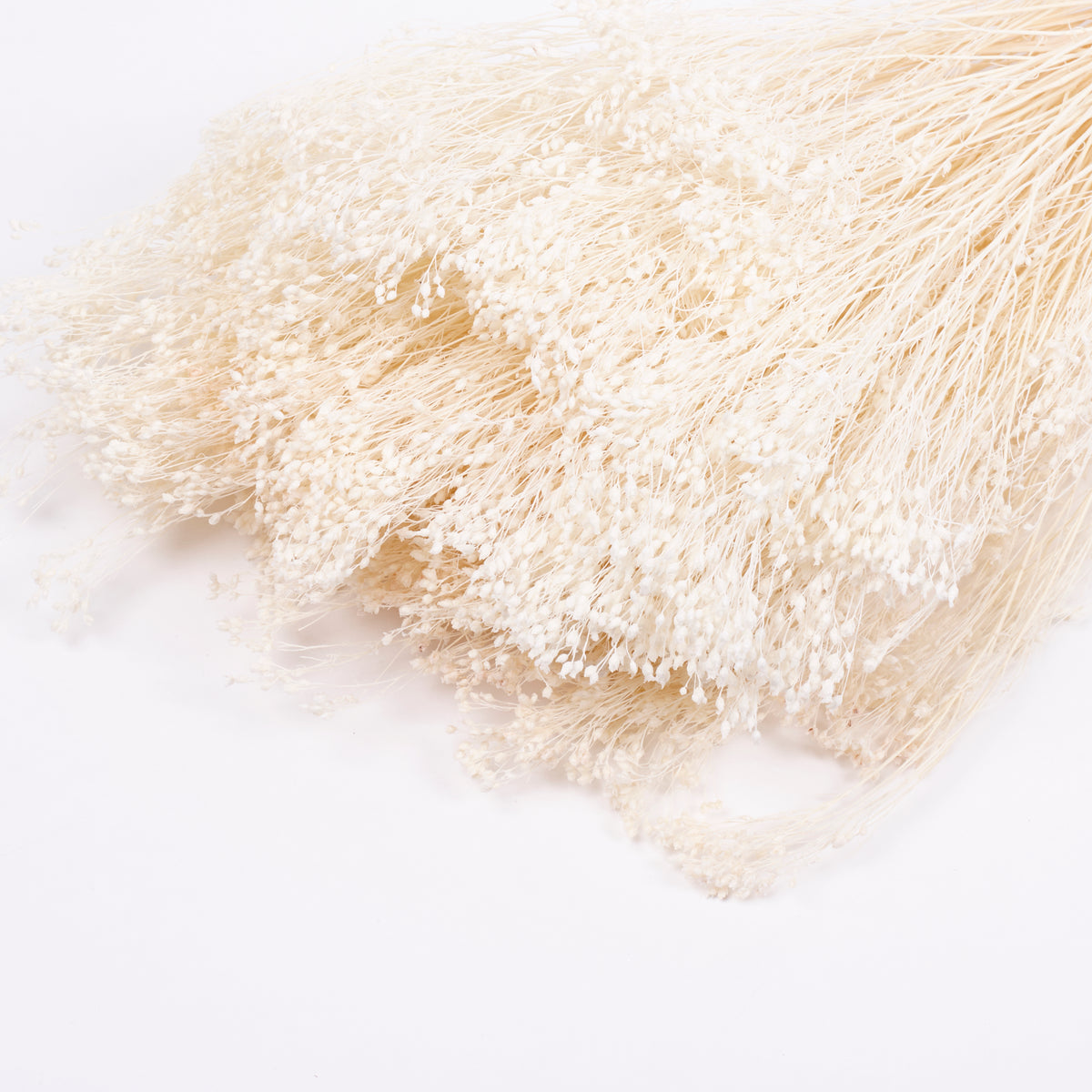 Broom Bloom, Dried, Bleached White, 100g Bunch