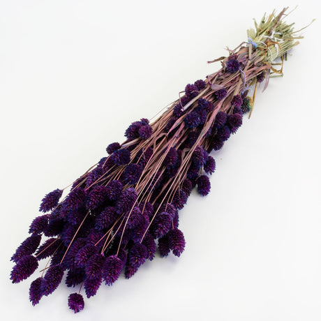 a bunch of deep purple phalaris, or canary grass, against a white background