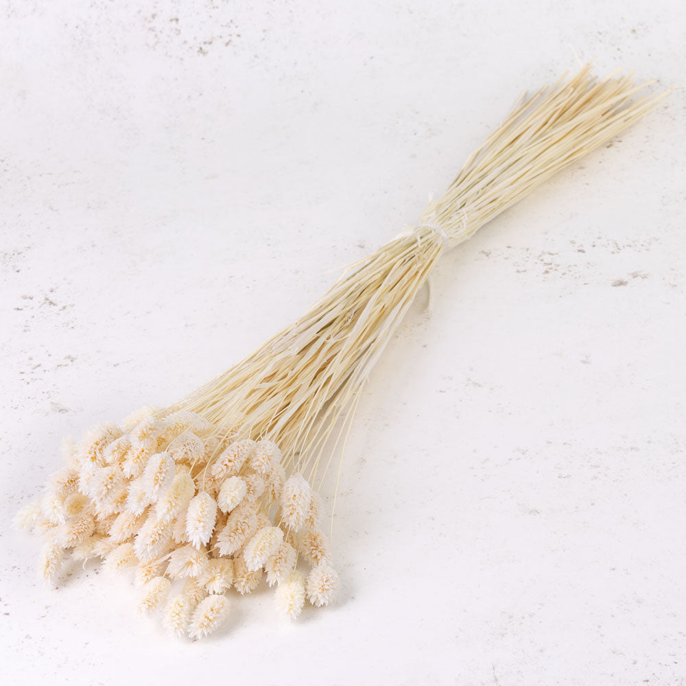 Phalaris, (Canary Grass), Bleached White, 70cm