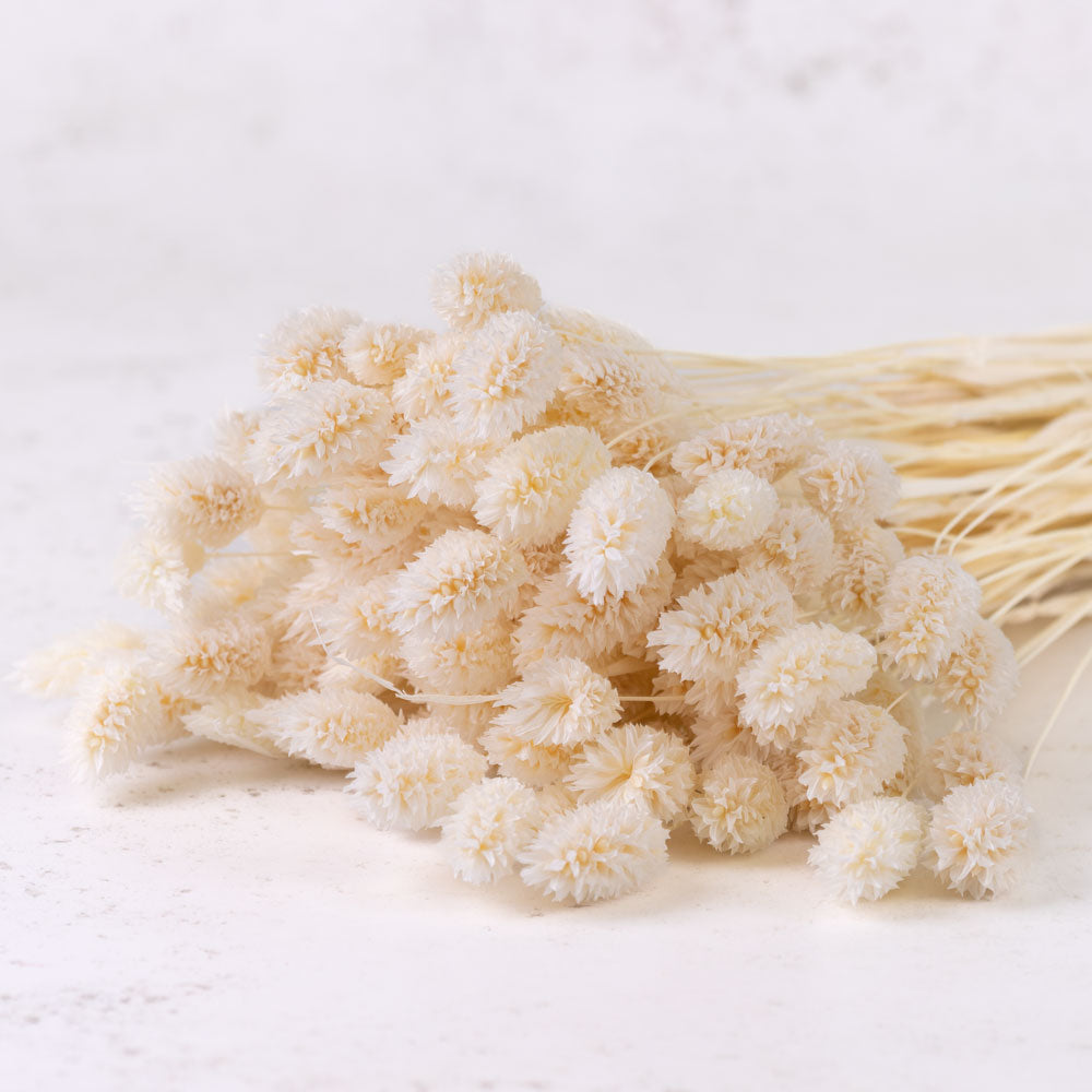 Phalaris, (Canary Grass), Bleached White, 70cm