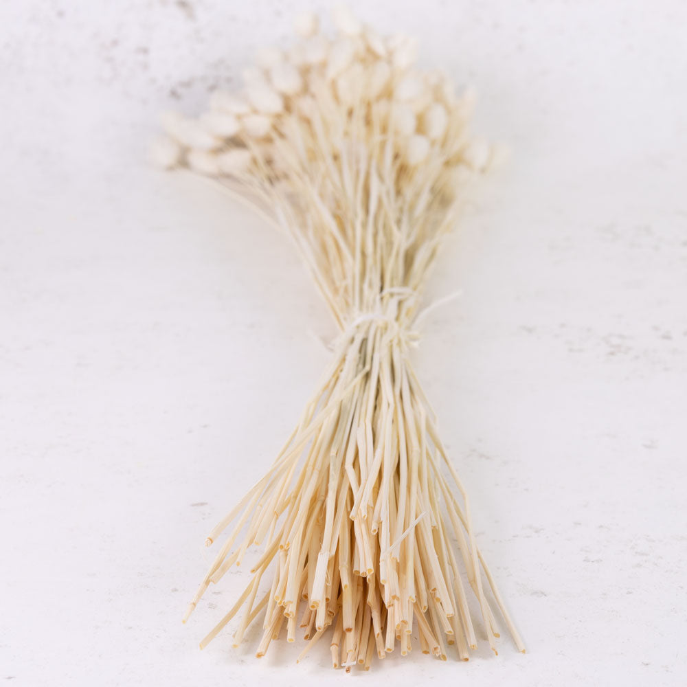 Phalaris, (Canary Grass), Bleached White, 70cm