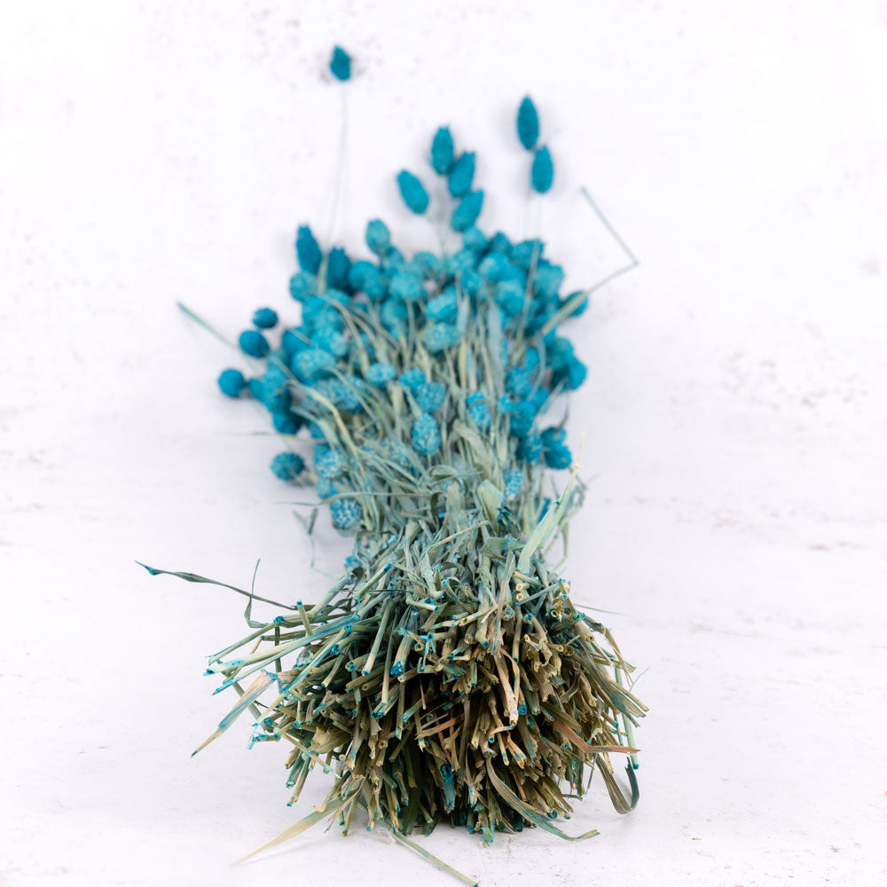 Phalaris, (Canary Grass), Petrol Blue, 70cm