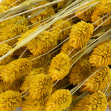 a bunch of yellow phalaris, or canary grass, against a white background