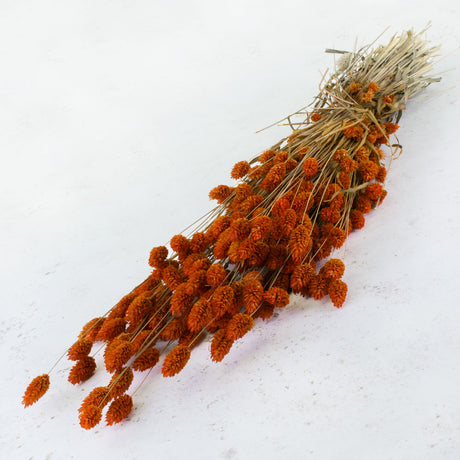 Phalaris, Canary Grass, Orange, 70cm