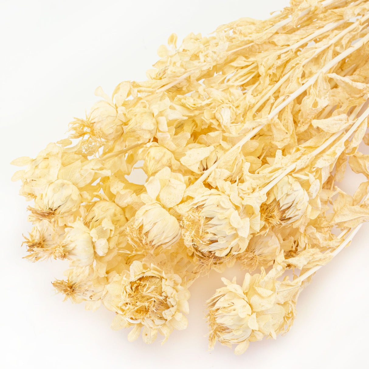 This image shows a bunch of bleached white carthamus against a white background