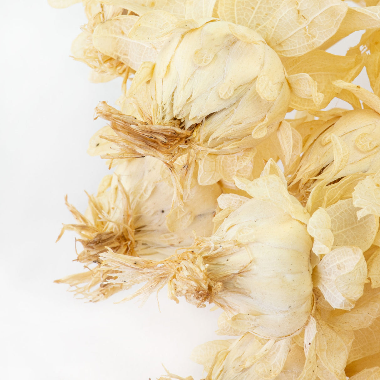 This image shows a bunch of bleached white carthamus against a white background